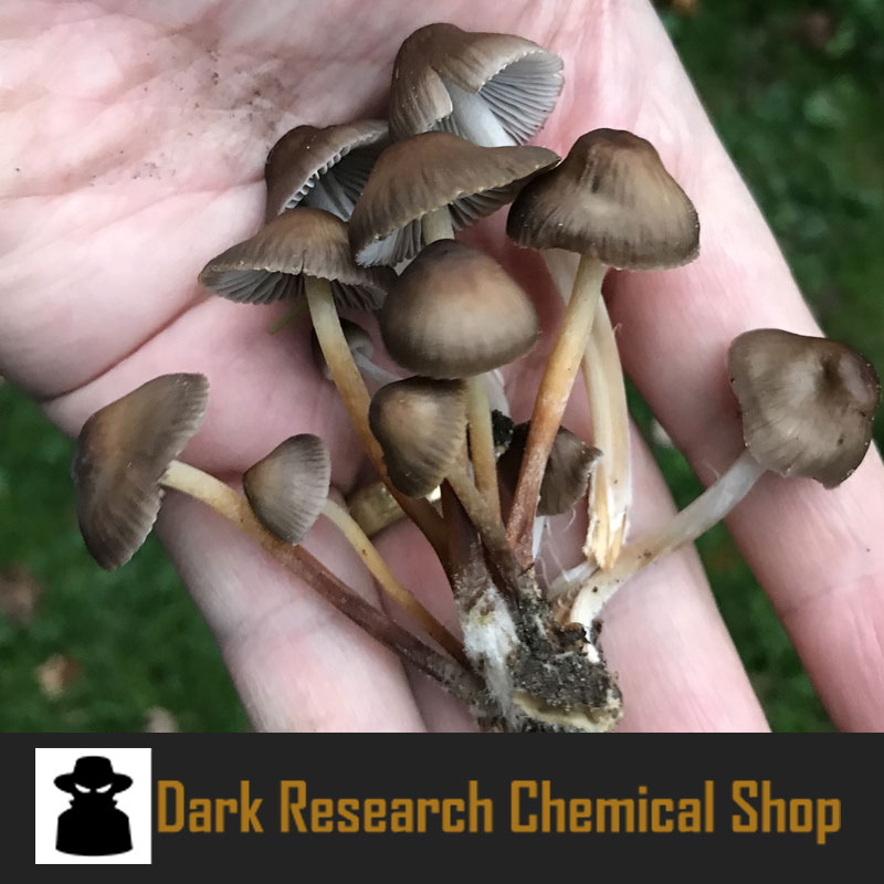 Buy Liberty Caps - 1st grade cheap